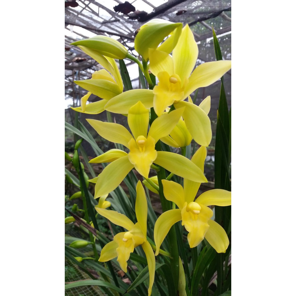 Tanaman Anggrek Cymbidium Golden Boy