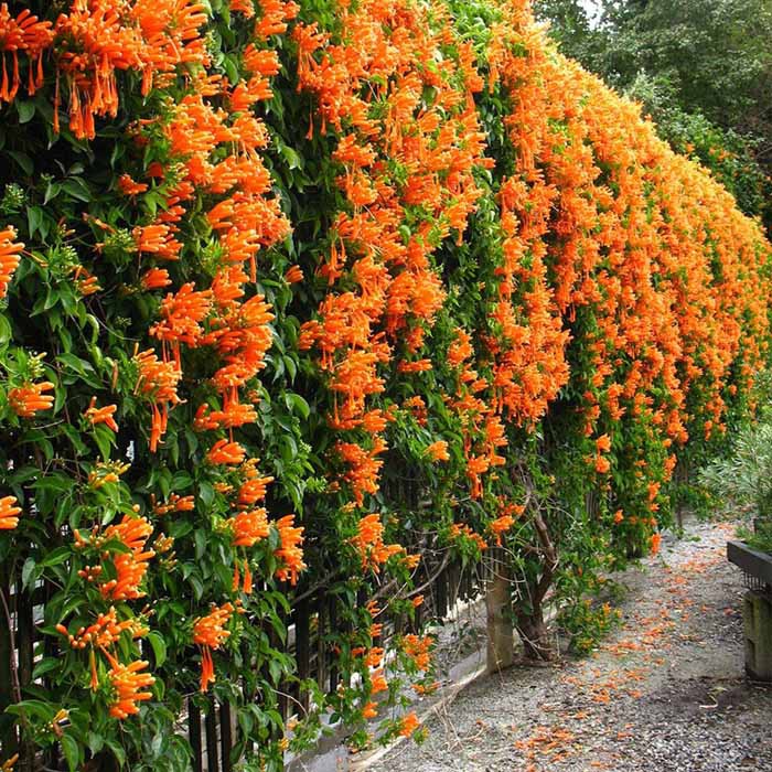 Tanaman Flame Vine