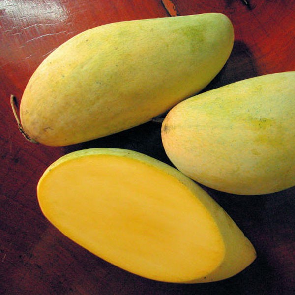  Tanaman  Mangga Nam Doc Mai