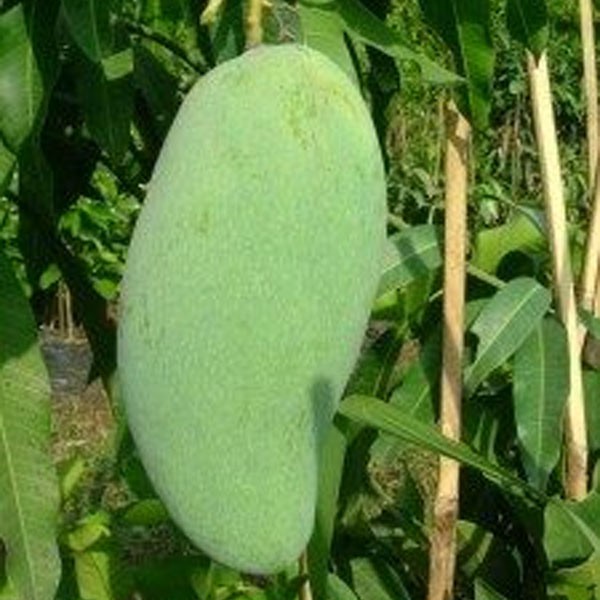 Tanaman Mangga Golek India