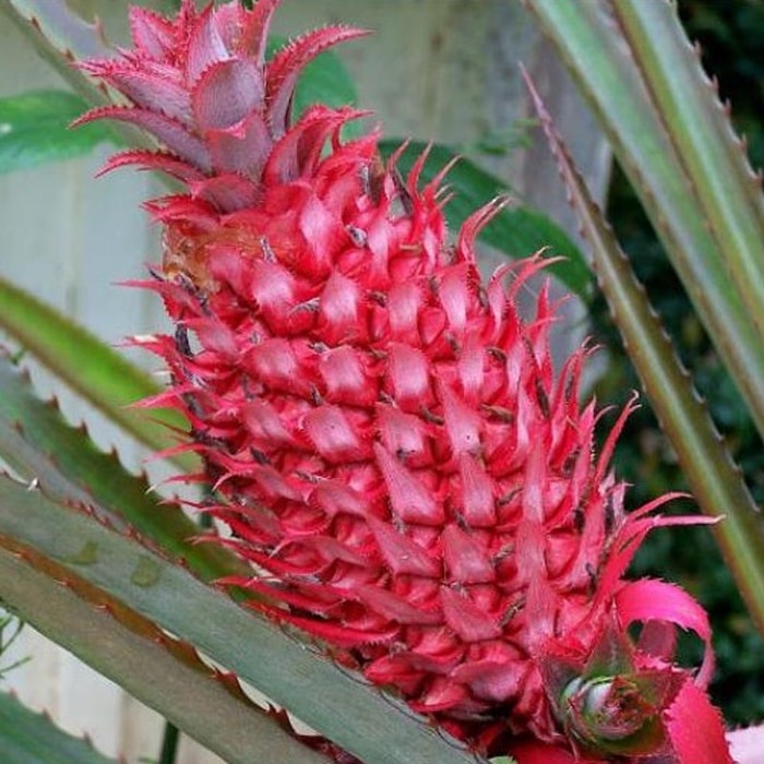 Tanaman Nanas Merah Red Pineapple
